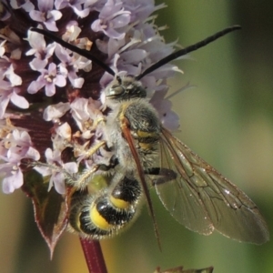 Radumeris tasmaniensis at Tuggeranong DC, ACT - 3 Apr 2019