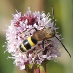 Radumeris tasmaniensis at Tuggeranong DC, ACT - 3 Apr 2019