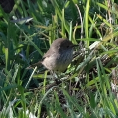 Acanthiza pusilla (Brown Thornbill) at Bullen Range - 2 Jul 2019 by Kurt