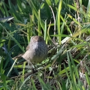 Acanthiza pusilla at Tuggeranong DC, ACT - 2 Jul 2019