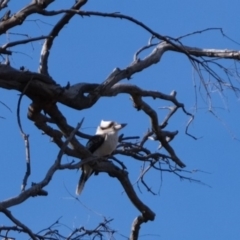 Dacelo novaeguineae (Laughing Kookaburra) at Dunlop, ACT - 1 Jul 2019 by Kurt