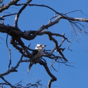 Dacelo novaeguineae at Molonglo River Reserve - 1 Jul 2019