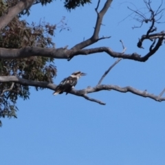 Dacelo novaeguineae at Molonglo River Reserve - 1 Jul 2019