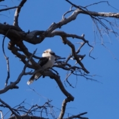 Dacelo novaeguineae at Molonglo River Reserve - 1 Jul 2019