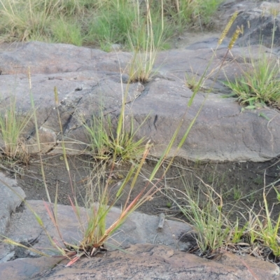Setaria (genus) (Pigeon Grass) at Tuggeranong DC, ACT - 3 Apr 2019 by MichaelBedingfield