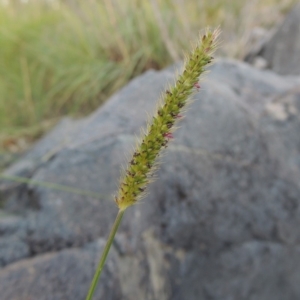 Setaria sp. at Tuggeranong DC, ACT - 3 Apr 2019