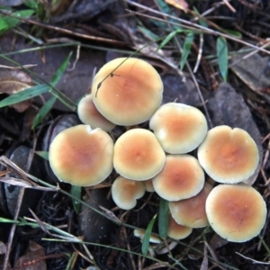 Hypholoma fasciculare at Shoalhaven Heads, NSW - 26 Jun 2019