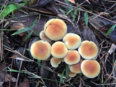 Hypholoma fasciculare (Hypholoma fasciculare) at Shoalhaven Heads, NSW - 26 Jun 2019 by Nurjahan