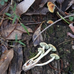 Hypholoma fasciculare at Shoalhaven Heads, NSW - 26 Jun 2019