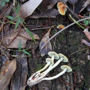 Hypholoma fasciculare at Shoalhaven Heads, NSW - 26 Jun 2019 02:20 PM