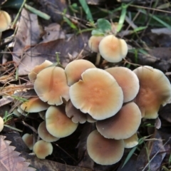 Hypholoma fasciculare at Shoalhaven Heads, NSW - 26 Jun 2019