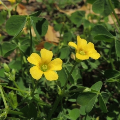 Oxalis sp. (Wood Sorrel) at Conder, ACT - 22 Jan 2015 by michaelb