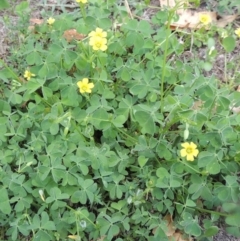 Oxalis sp. at Conder, ACT - 22 Jan 2015 12:31 PM