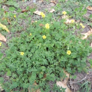 Oxalis sp. at Conder, ACT - 22 Jan 2015 12:31 PM