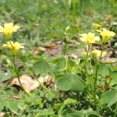 Oxalis sp. at Conder, ACT - 22 Jan 2015 12:31 PM