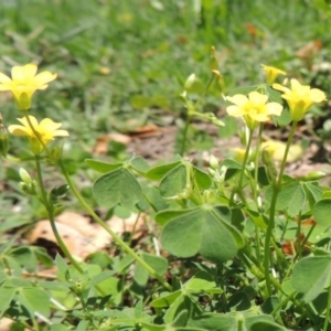 Oxalis sp. at Conder, ACT - 22 Jan 2015 12:31 PM