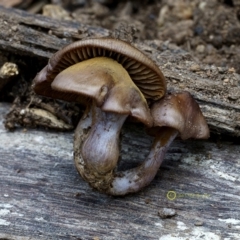 Cortinarius sp. (Cortinarius) at Goodenia Rainforest Walk - 29 Jun 2019 by JohnC2