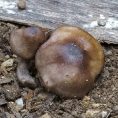 Cortinarius sp. at Goodenia Rainforest Walk - 29 Jun 2019