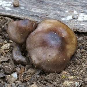 Cortinarius sp. at Goodenia Rainforest Walk - 29 Jun 2019