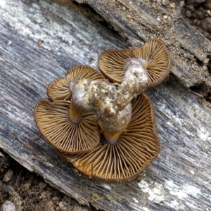 Cortinarius sp. at Goodenia Rainforest Walk - 29 Jun 2019