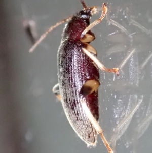 Alleculinae sp. (Subfamily) at Ainslie, ACT - 21 Jan 2019 11:11 PM