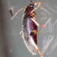 Alleculinae sp. (Subfamily) (Unidentified Comb-clawed beetle) at Ainslie, ACT - 21 Jan 2019 by jbromilow50