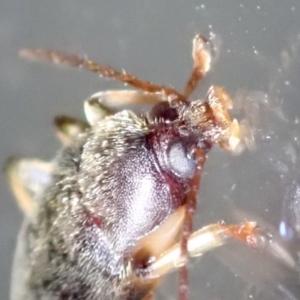 Alleculinae sp. (Subfamily) at Ainslie, ACT - 21 Jan 2019