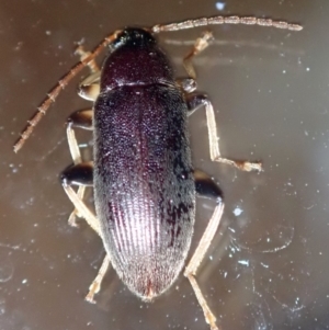 Alleculinae sp. (Subfamily) at Ainslie, ACT - 21 Jan 2019 11:11 PM