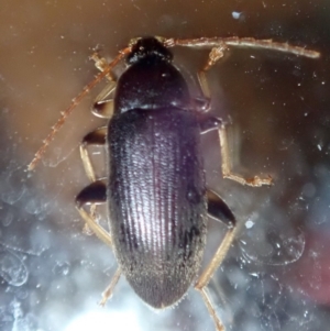 Alleculinae sp. (Subfamily) at Ainslie, ACT - 21 Jan 2019 11:11 PM