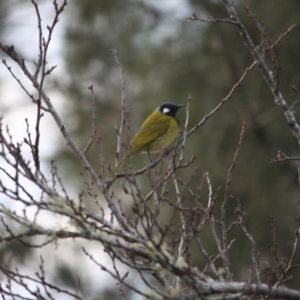 Nesoptilotis leucotis at Mongarlowe, NSW - 3 Jul 2019