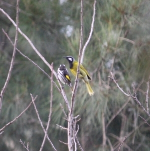 Nesoptilotis leucotis at Mongarlowe, NSW - 3 Jul 2019