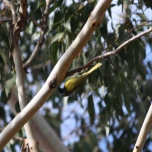 Nesoptilotis leucotis at Mongarlowe, NSW - 3 Jul 2019 02:30 PM