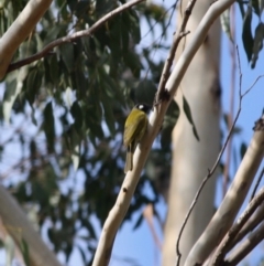 Nesoptilotis leucotis at Mongarlowe, NSW - 3 Jul 2019 02:30 PM