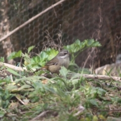 Sericornis frontalis (White-browed Scrubwren) at Mongarlowe River - 3 Jul 2019 by LisaH