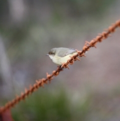 Acanthiza reguloides at Mongarlowe, NSW - 3 Jul 2019