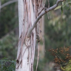 Acanthiza reguloides at Mongarlowe, NSW - 3 Jul 2019