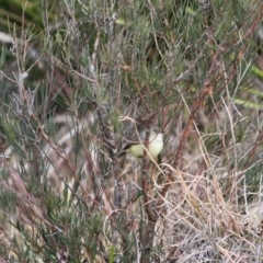 Acanthiza reguloides at Mongarlowe, NSW - 3 Jul 2019