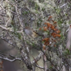 Acanthiza pusilla (Brown Thornbill) at Mongarlowe, NSW - 3 Jul 2019 by LisaH