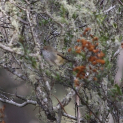 Acanthiza pusilla (Brown Thornbill) at Mongarlowe River - 3 Jul 2019 by LisaH