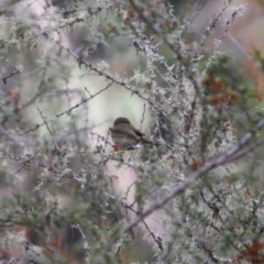 Acanthiza pusilla at Mongarlowe, NSW - 3 Jul 2019