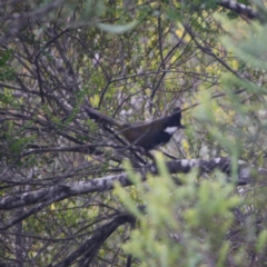 Psophodes olivaceus (Eastern Whipbird) at Mongarlowe, NSW - 3 Jul 2019 by LisaH