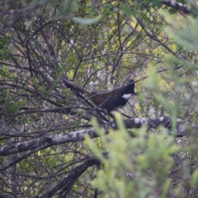 Psophodes olivaceus (Eastern Whipbird) at Mongarlowe River - 3 Jul 2019 by LisaH