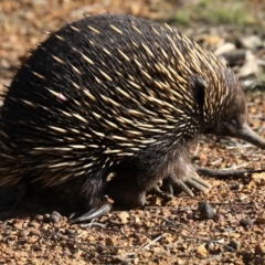 Tachyglossus aculeatus (Short-beaked Echidna) at Forde, ACT - 3 Jul 2019 by jb2602