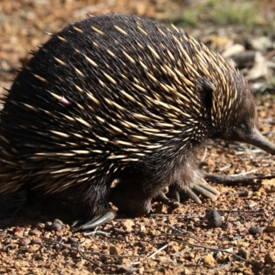 Tachyglossus aculeatus (Short-beaked Echidna) at Forde, ACT - 3 Jul 2019 by jbromilow50