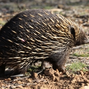 Tachyglossus aculeatus at Forde, ACT - 3 Jul 2019