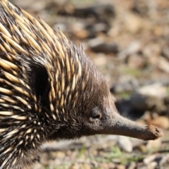 Tachyglossus aculeatus at Forde, ACT - 3 Jul 2019