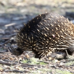 Tachyglossus aculeatus at Forde, ACT - 3 Jul 2019