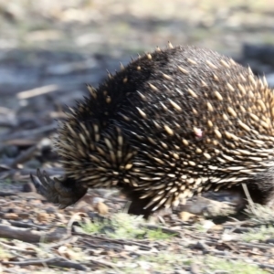 Tachyglossus aculeatus at Forde, ACT - 3 Jul 2019