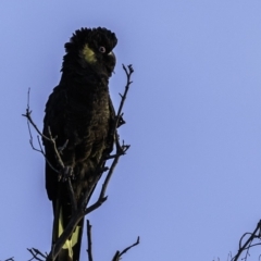 Zanda funerea (Yellow-tailed Black-Cockatoo) at Mount Ainslie - 22 Jun 2019 by BIrdsinCanberra