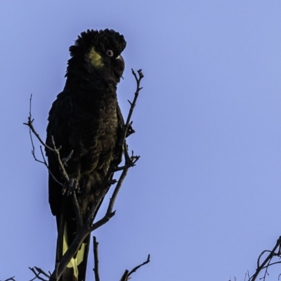 Zanda funerea (Yellow-tailed Black-Cockatoo) at Majura, ACT - 23 Jun 2019 by JonSteinbeck